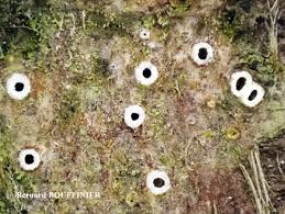 Attēlu rezultāti vaicājumam “Stictis”