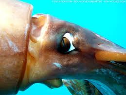 Image result for Dosidicus gigas