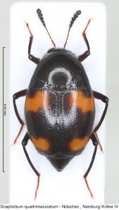 Attēlu rezultāti vaicājumam “Scaphidium quadrimaculatum”