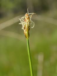 Attēlu rezultāti vaicājumam “Carex chordorrhiza”