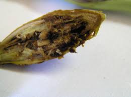 Attēlu rezultāti vaicājumam “Lasioptera rubi larva”