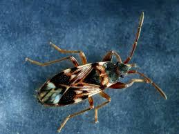 Attēlu rezultāti vaicājumam “Scolopostethus thomsoni”