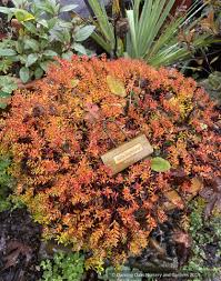 Attēlu rezultāti vaicājumam “Salix x doniana”