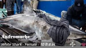 Image result for South Axholme Sharks Asc