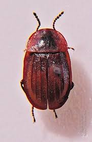 Attēlu rezultāti vaicājumam “Phosphuga atrata”