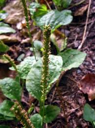 Attēlu rezultāti vaicājumam “Plantago major subsp. intermedia”