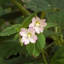 Attēlu rezultāti vaicājumam “Epilobium montanum leaf”