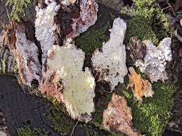 Attēlu rezultāti vaicājumam “Antrodia xantha”