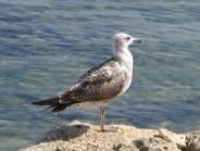Image result for Larus cachinnans