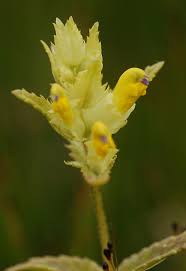 Attēlu rezultāti vaicājumam “Rhinanthus serotinus flower”