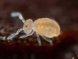 Attēlu rezultāti vaicājumam “Colloderma sp.”