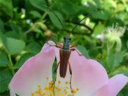 Attēlu rezultāti vaicājumam “Stenocorus meridianus”