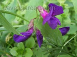 Attēlu rezultāti vaicājumam “Lathyrus japonicus subsp. maritimus flower”