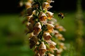 Image result for Digitalis ferruginea