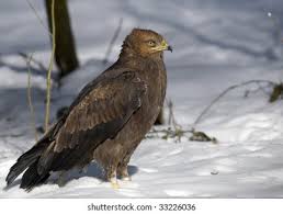 Attēlu rezultāti vaicājumam “Aquila pomarina”