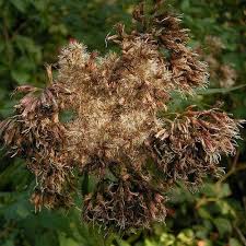 Attēlu rezultāti vaicājumam “Eupatorium cannabinum bud”
