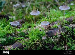 Attēlu rezultāti vaicājumam “Mycena amicta”