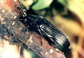 Attēlu rezultāti vaicājumam “Melandrya dubia”