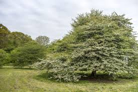 Attēlu rezultāti vaicājumam “Crataegus”