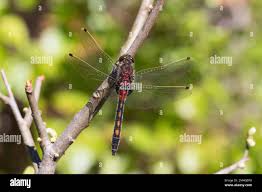 Attēlu rezultāti vaicājumam “Leucorrhinia rubicunda male”