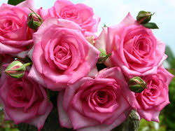 Image result for Rosengewächse