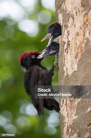 Attēlu rezultāti vaicājumam “Dryocopus martius nest”