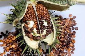 Attēlu rezultāti vaicājumam “Datura stramonium fruit”