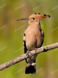 Attēlu rezultāti vaicājumam “Upupa epops adult”