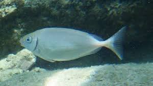 Image result for Siganus rivulatus