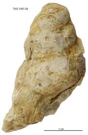 Attēlu rezultāti vaicājumam “Gortyna flavago”