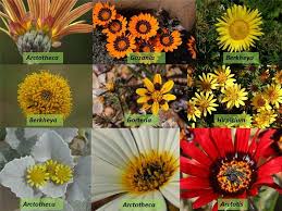 Attēlu rezultāti vaicājumam “Asteraceae”