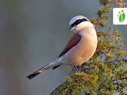 Attēlu rezultāti vaicājumam “Lanius collurio”