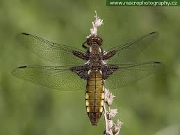 Attēlu rezultāti vaicājumam “Libellula depressa”