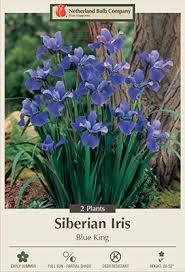 Attēlu rezultāti vaicājumam “Iris sibirica”