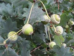 Attēlu rezultāti vaicājumam “Quercus robur fruit”