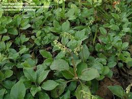 Attēlu rezultāti vaicājumam “Orthilia secunda”