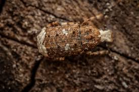 Attēlu rezultāti vaicājumam “Platystomos albinus”