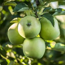 Attēlu rezultāti vaicājumam “Malus domestica”