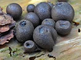 Attēlu rezultāti vaicājumam “Lycogala sphaeroconicum macro”