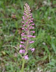 Attēlu rezultāti vaicājumam “Gymnadenia conopsea flower”