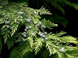 Attēlu rezultāti vaicājumam “Chamaecyparis lawsoniana”