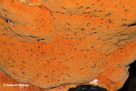 Attēlu rezultāti vaicājumam “Hapalopilus croceus”