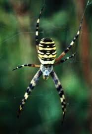 Attēlu rezultāti vaicājumam “Argiope bruennichi female”