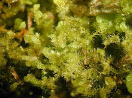 Attēlu rezultāti vaicājumam “Blepharostoma trichophyllum sporophyte”