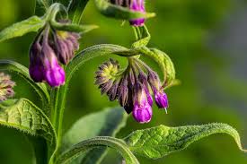Attēlu rezultāti vaicājumam “Symphytum officinale bud”