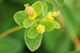 Attēlu rezultāti vaicājumam “Euphorbia palustris flower”