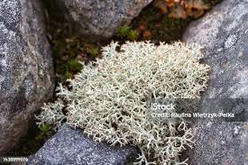 Attēlu rezultāti vaicājumam “Cladonia mitis”