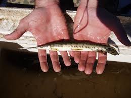 Image result for Lepisosteus osseus