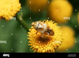 Attēlu rezultāti vaicājumam “Lygus pratensis”