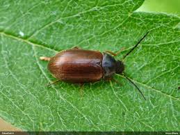 Attēlu rezultāti vaicājumam “Isomira murina”